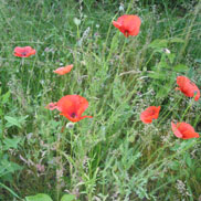 Mohn